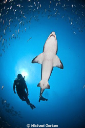 Carcharias taurus or Sand Tiger Shark with diver; Outer B... by Michael Gerken 